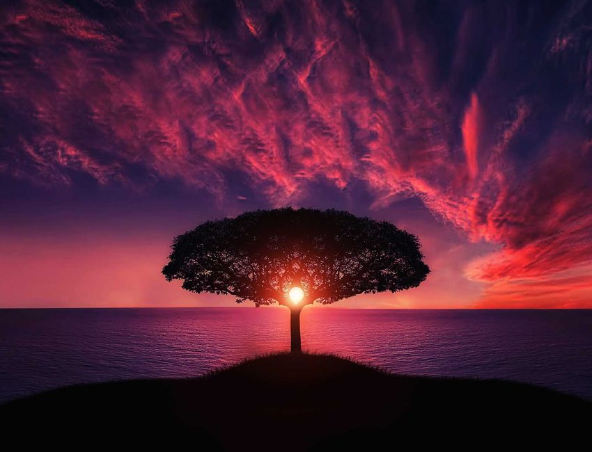 tree-736885